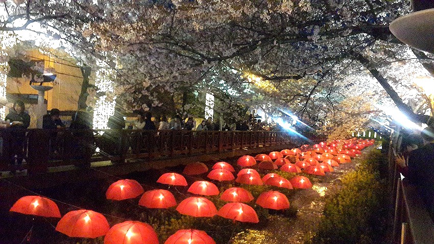 2016年度、鎮海（ジンへ）軍港祭りツアー。鎮海（ジンへ）軍港祭りツアー。町全体が桜・桜・桜・・・の花でした。＾＾桜