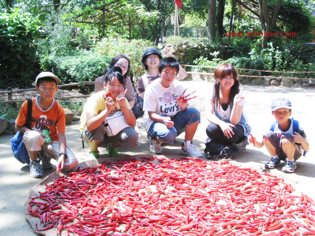 唐辛子って初めて見ましたでしょう？これが粉になり、韓国人の舌を楽しませてくれますよ。^^。民族村でした。